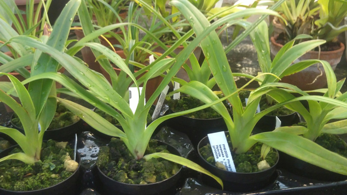 Phragmipedium Andean Fire.jpg