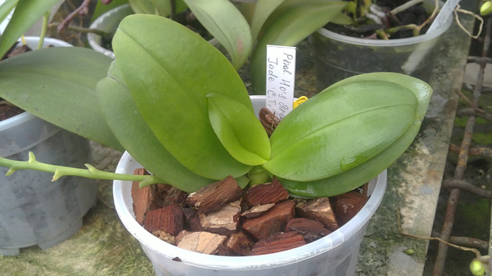 Phalaenopsis Hos Dreamy Jade.jpg