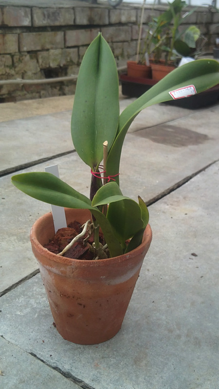 Brassolaeliocattleya Chia Lin Bou Chin Tian.jpg