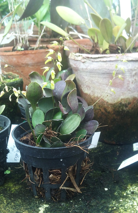 Pleurothallis grobyi.jpg