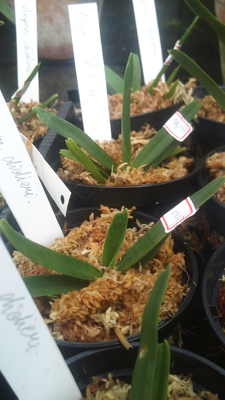 Angraecum didieri.jpg