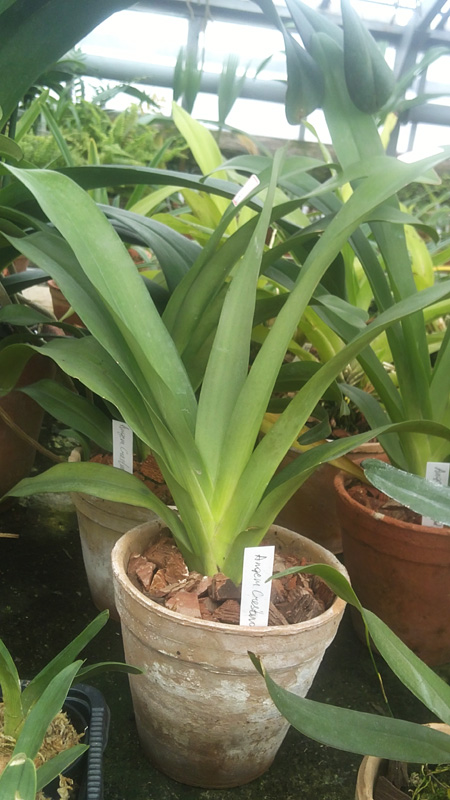 Angraecum Crestwood Tomorrow Star.jpg