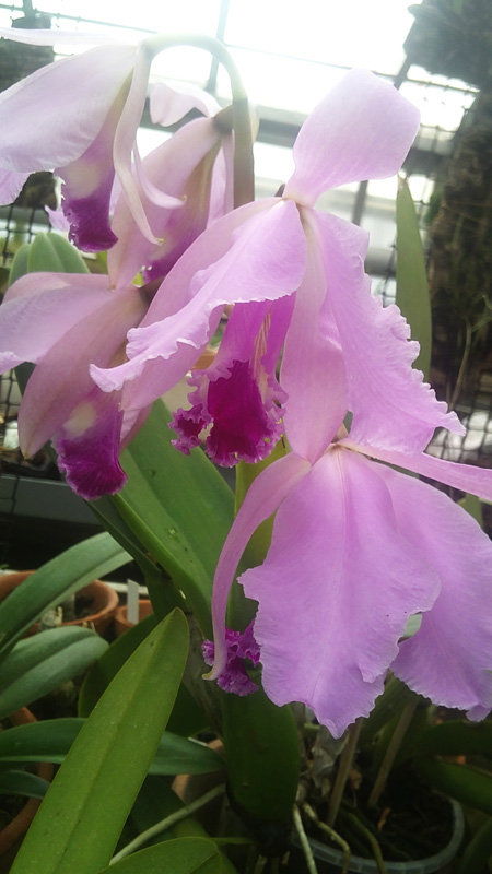 Cattleya warneri.jpg