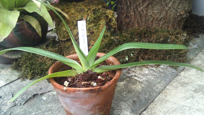 Paph philippinense robelini × Sibling.jpg