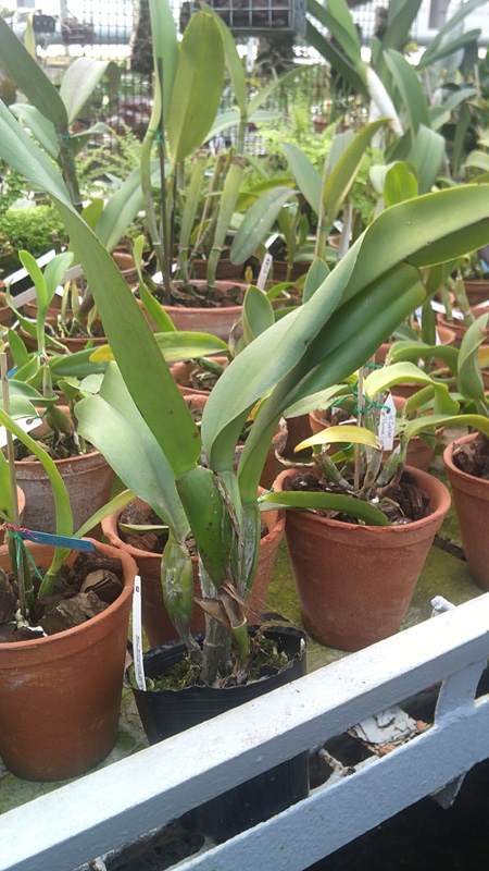 Brassolaeliocattleya Sanyung Ruby Kuang Lung.jpg