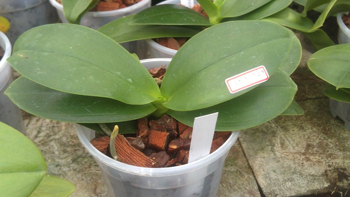 Phalaenopsis ILan Green Pixie.jpg