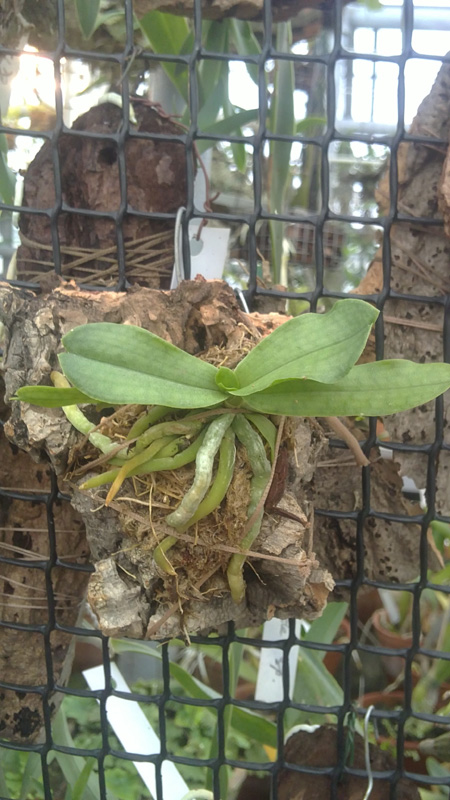 Aerangis somalensis.jpg