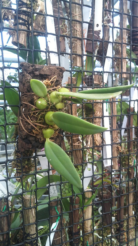 Trias disciflora.jpg