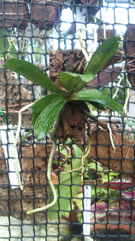 Aerangis brachycarpa.jpg