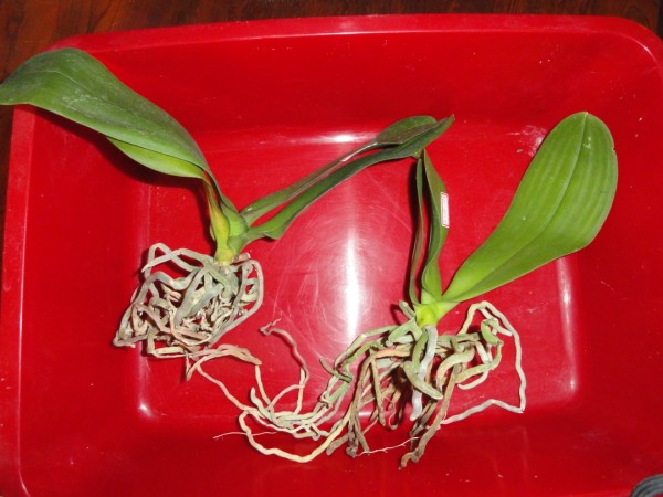 DSC00015 (600 x 450).jpg