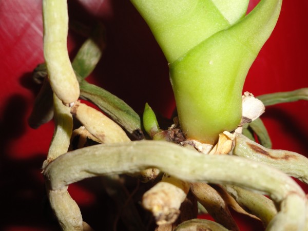 DSC00015 (600 x 450).jpg