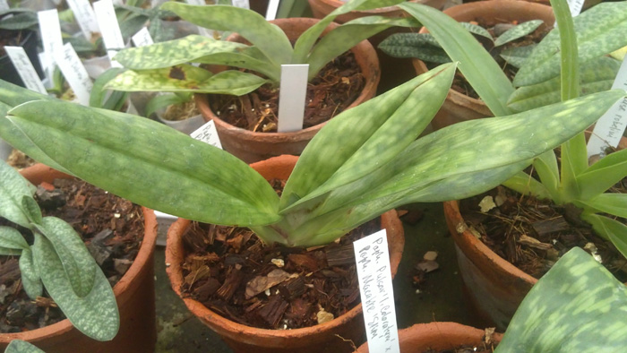 Paphiopedilum Alma Gavaert Hagers x Paphiopedilum Red Shift x Macabre Hsiao.jpg