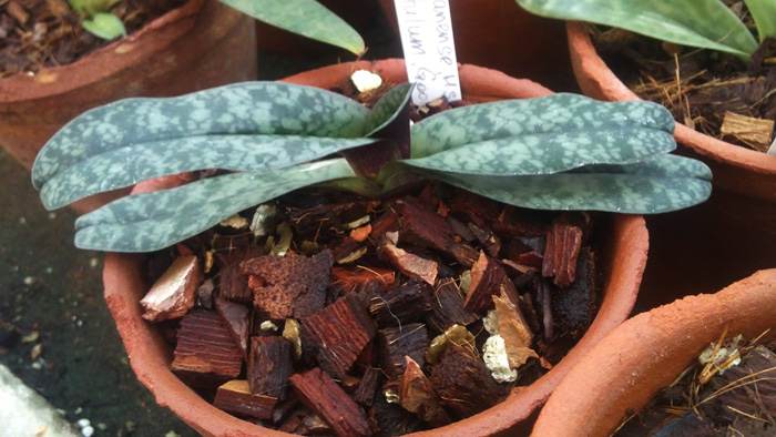 Paphiopedilum wenshanense Hsiao x Paphiopedilum bellatulum Good Dorsal.jpg