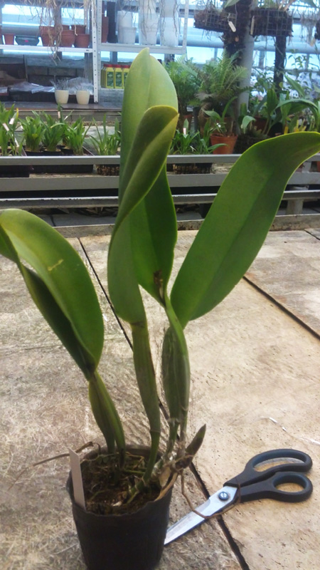 Brassolaeliocattleya Pamela Finney All Victory.jpg