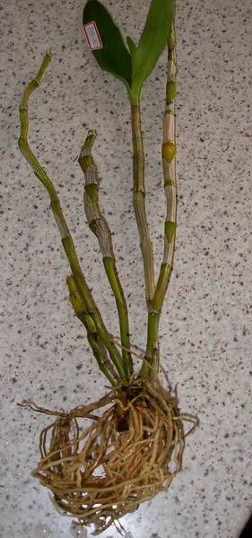 Dendrobium_nobile_var.cooksonianum_01.jpg