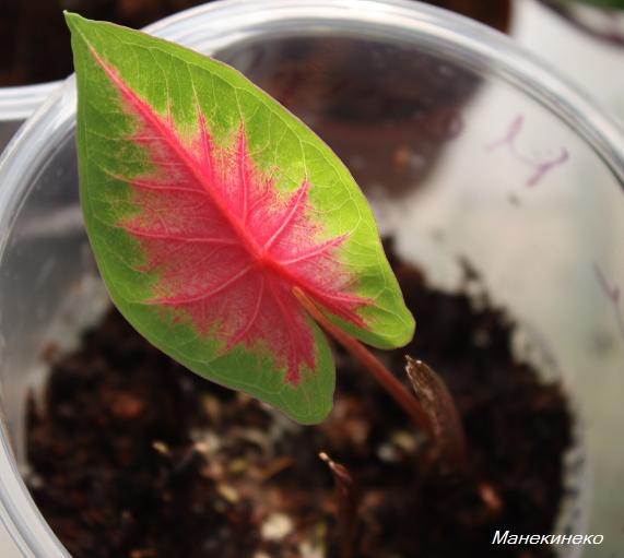 Каладиум из 1 поставки 4.jpg