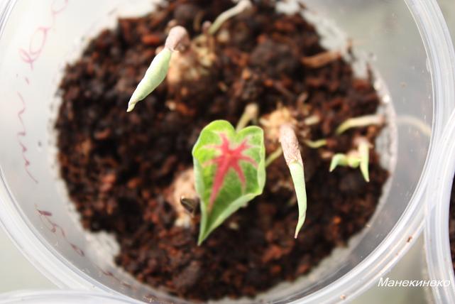 Каладиум из 1 поставки 3.jpg