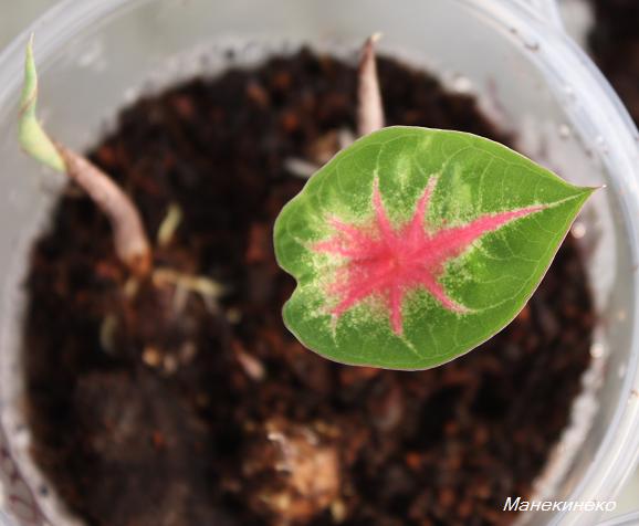 Каладиум из 1 поставки 2.jpg