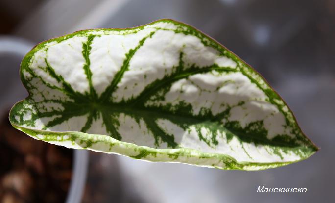 Каладиум из 1 поставки 1.jpg