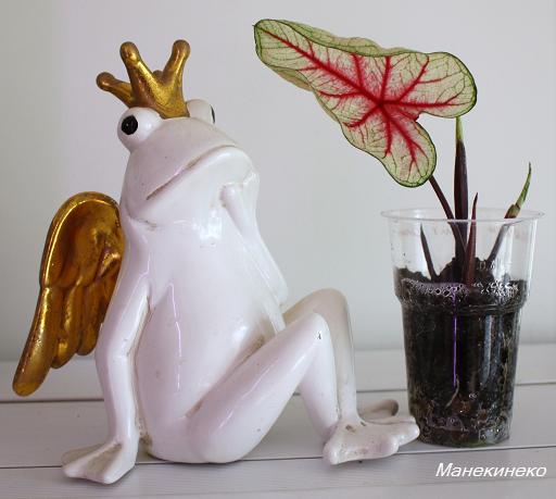 Каладиум из 1 поставки.jpg