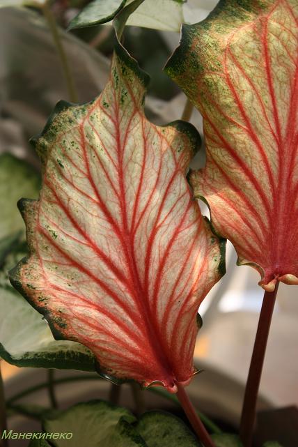 Это лист родителя