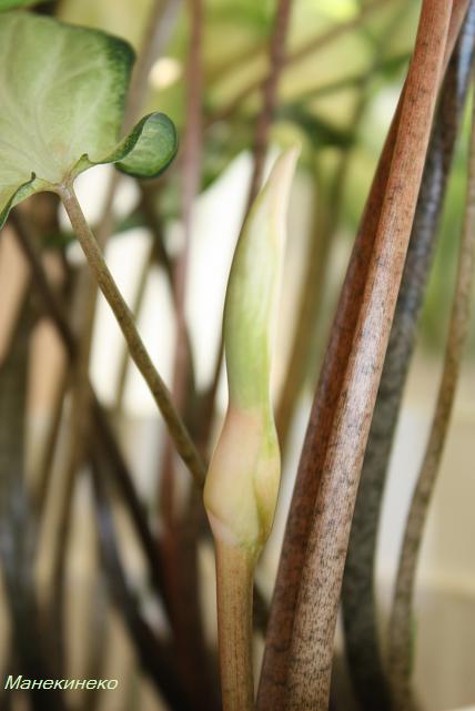 Каладиум бутон.jpg