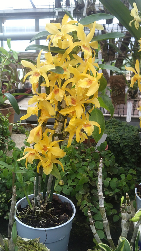 Dendrobium Stardust.jpg