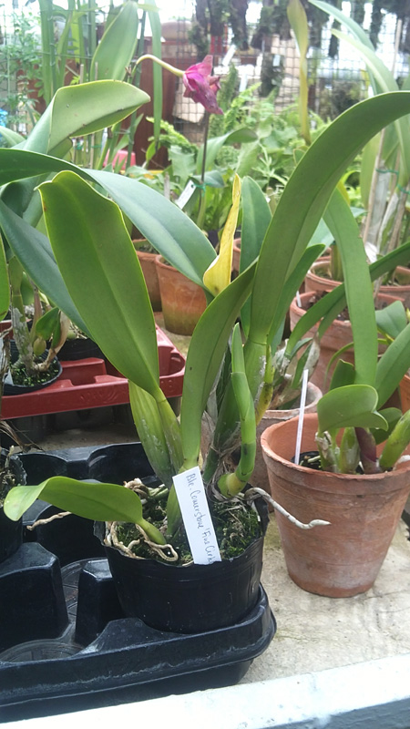 Brassolaeliocattleya Cornerstone Fine Circle.jpg