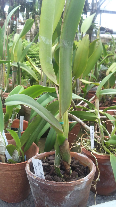 Brassolaeliocattleya Amy Wakasugi.jpg