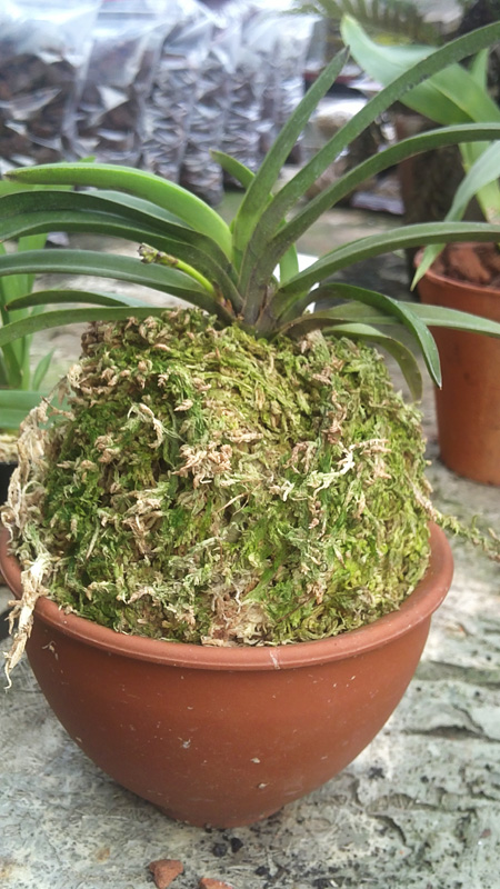 Darwinara Rainbow Stars1.jpg