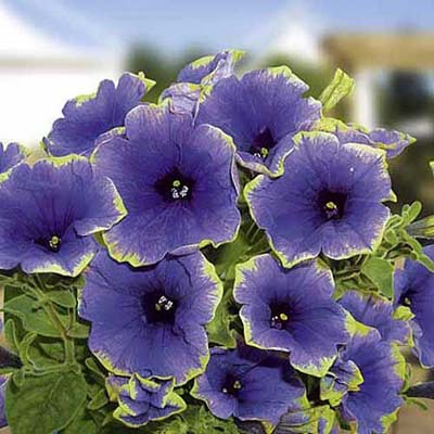 petunia_Midnight_Eclipse.jpg