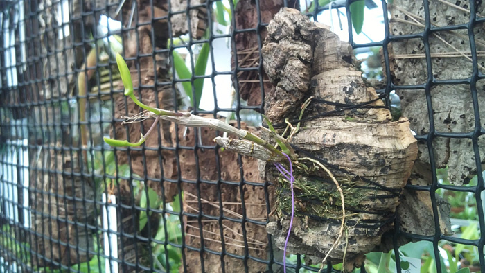 Dendrobium unicum.jpg