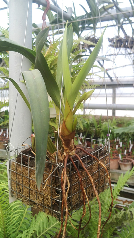 Maxillaria marginata.jpg