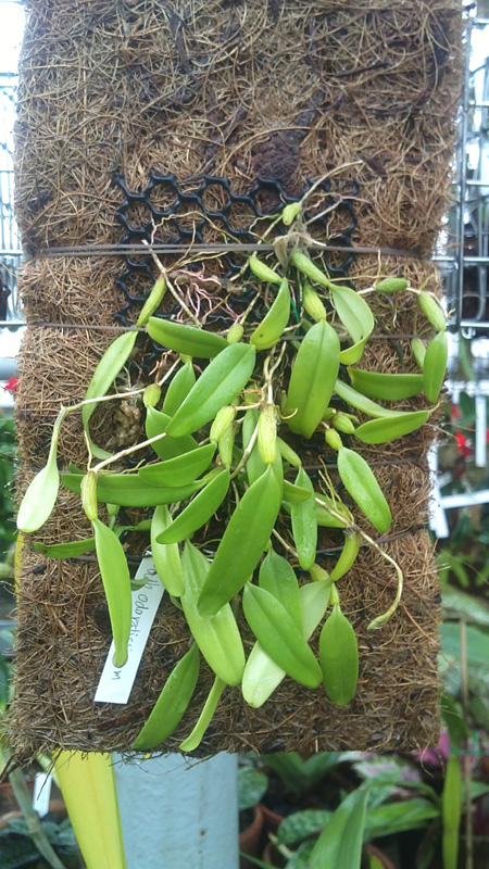 Bulbophyllum odoratissimum.jpg