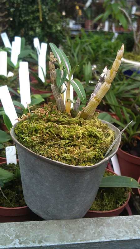 Dendrobium moniliforme Benikomachi.jpg
