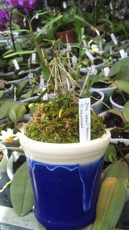 Dendrobium moniliforme Himenomai.jpg