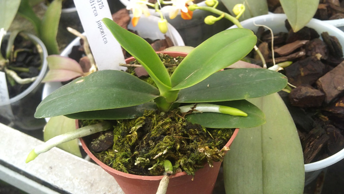 Sedirea japonica.jpg