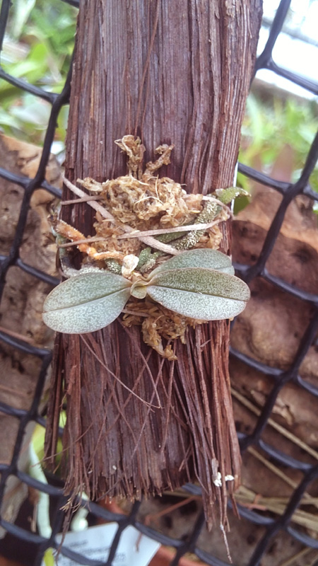 Aerangis punctata.jpg