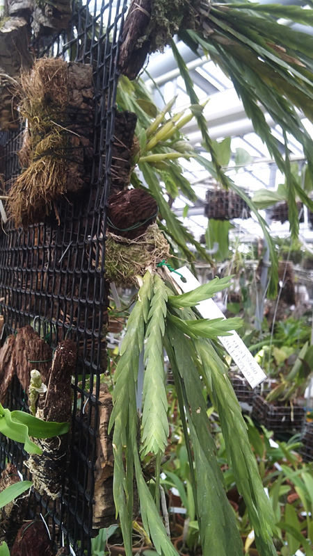 Lockarthia oerstedii.jpg