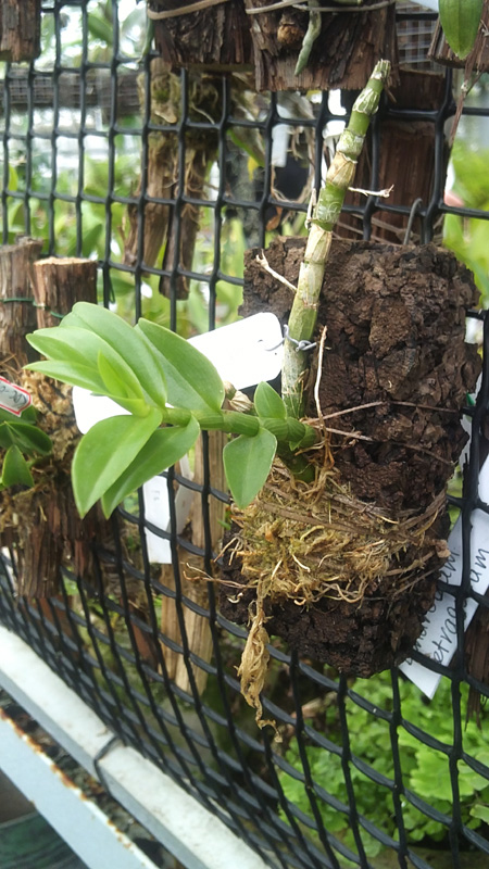 Dendrobium oligophyllum 1.jpg