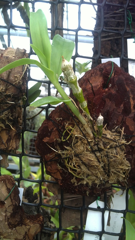 Dendrobium pendulum.jpg