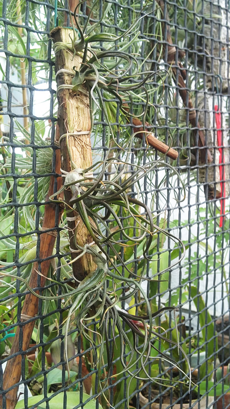 Tillandsia bulbosa.jpg