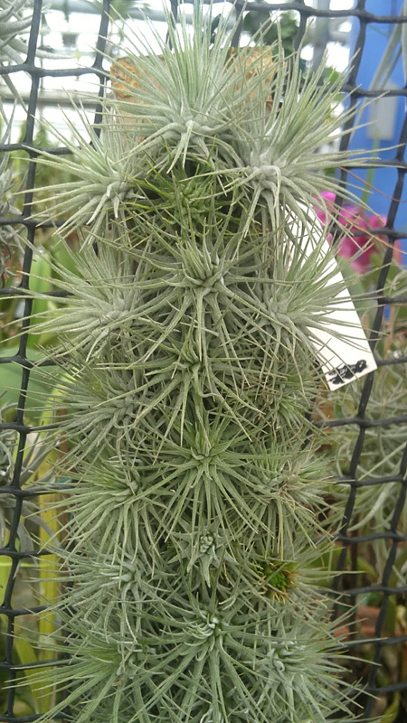 Tillandsia fuchsii.jpg