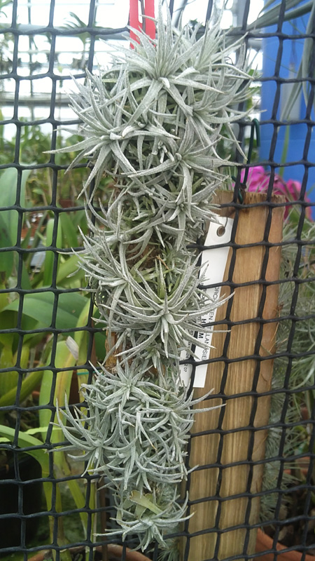 Tillandsia mauryana.jpg