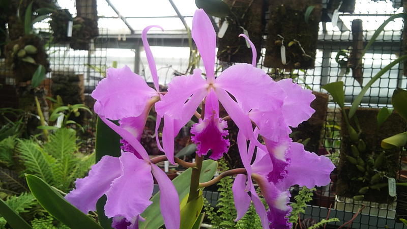 Cattleya warneri 1.jpg