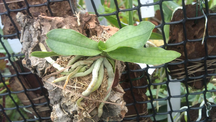 Aerangis somalensis 1.jpg