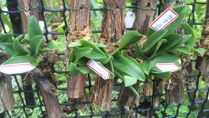 Laelia sincorana var coerulea.jpg