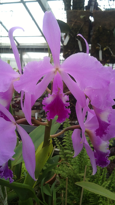 Cattleya warneri 2.jpg