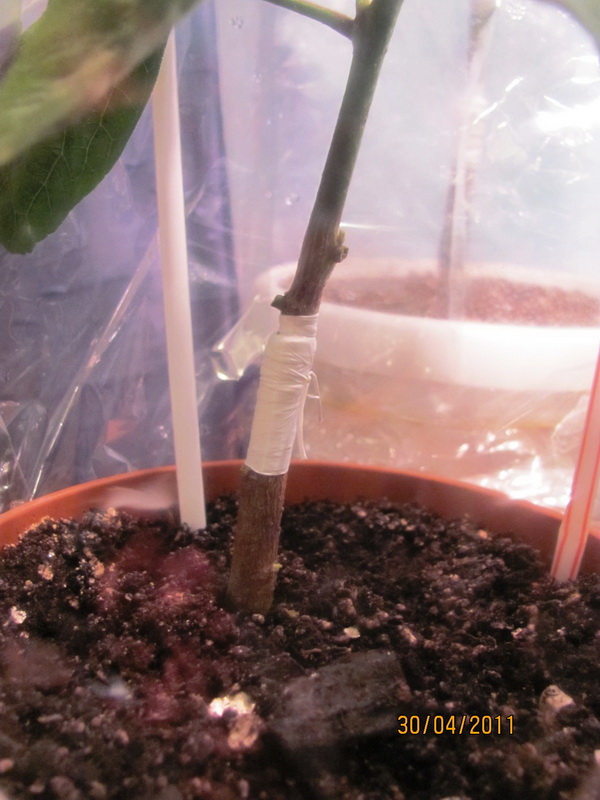 прививка 001.jpg