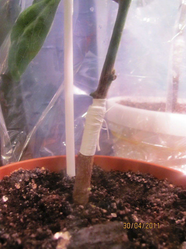 прививка 002.jpg